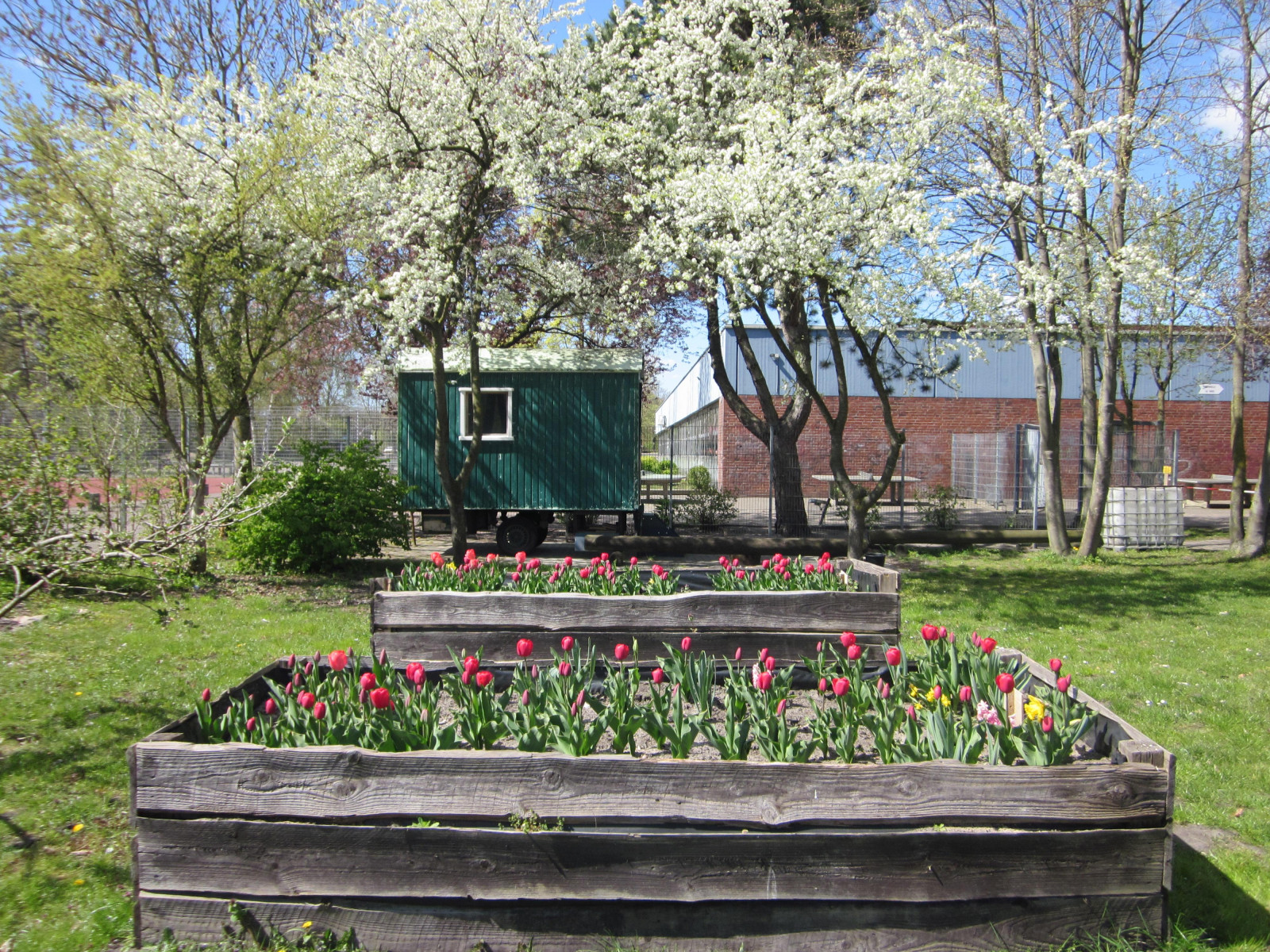 Projekt Tulpen für Brot